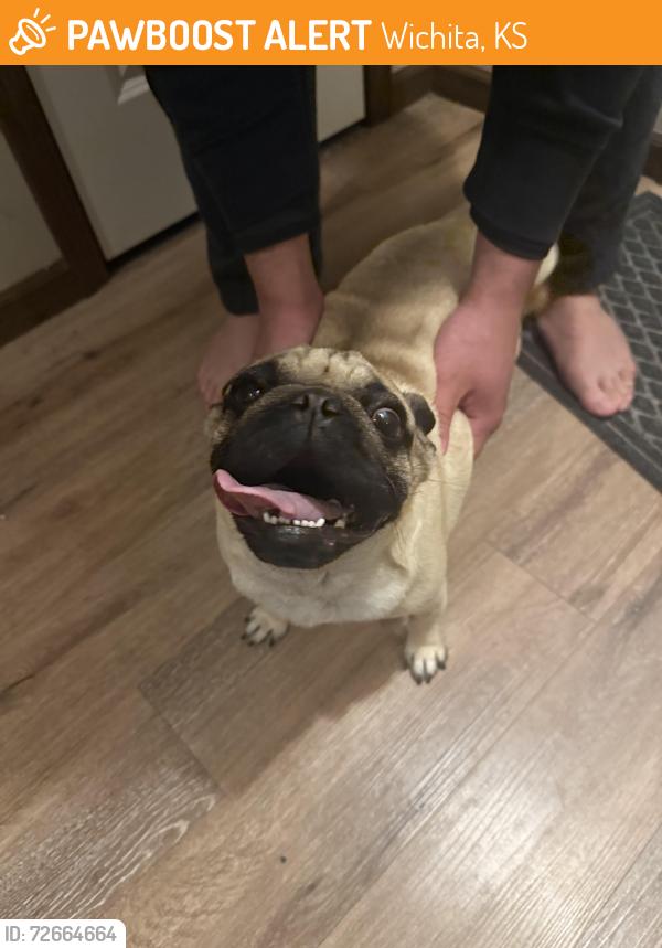 Found/Stray Male Dog last seen Close to park off webb, Wichita, KS 67207
