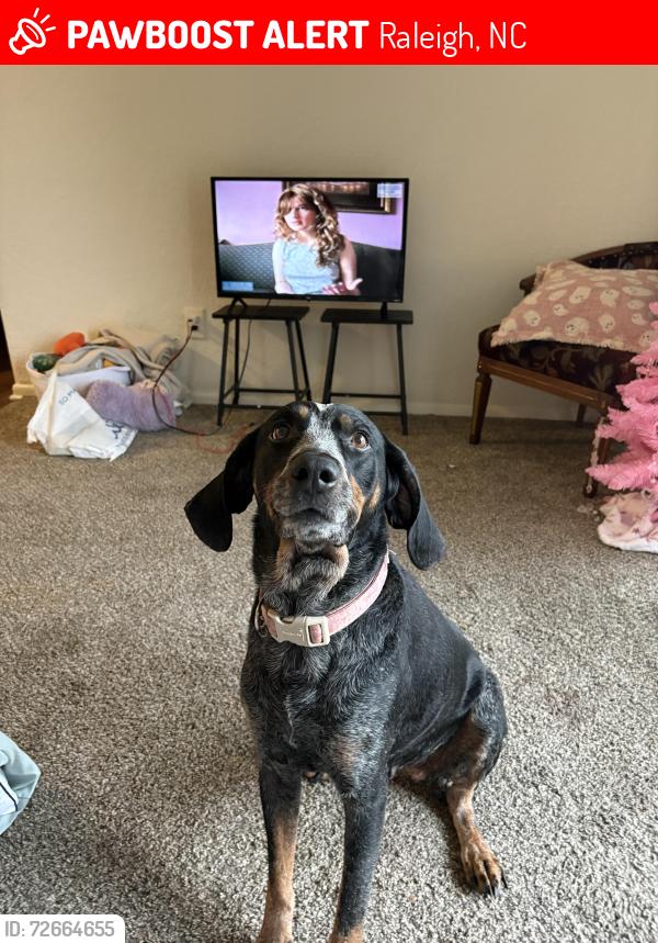 Lost Female Dog last seen Wake forest road and navaho , Raleigh, NC 27609