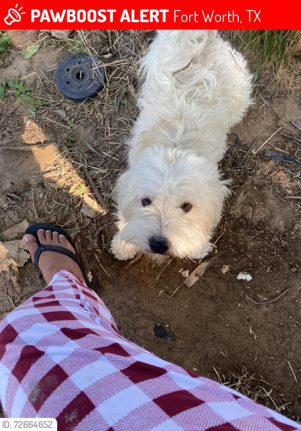 Lost Male Dog last seen Wilbarger st, Fort Worth, TX 76119