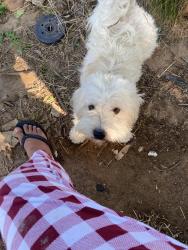 Lost Male Dog last seen Wilbarger st, Fort Worth, TX 76119