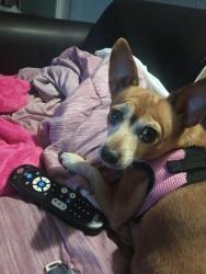 Lost Female Dog last seen E Charleston blvd, Las Vegas, NV 89142