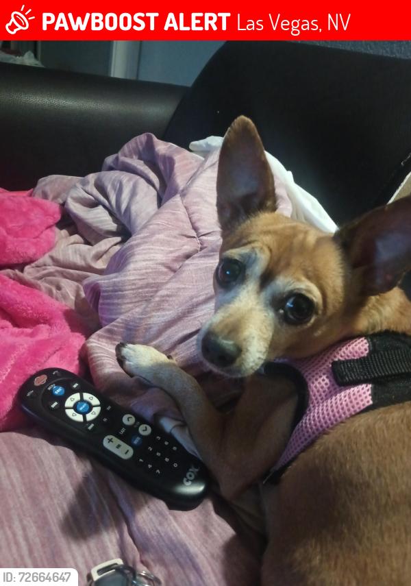 Lost Female Dog last seen E Charleston blvd, Las Vegas, NV 89142