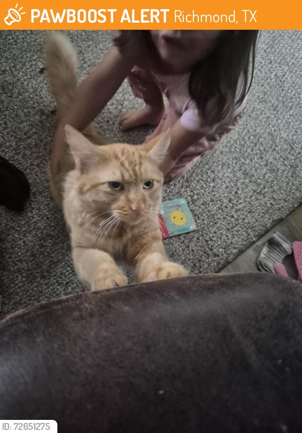 Found/Stray Male Cat last seen Behind Gallery Furniture , Richmond, TX 77407