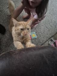Found/Stray Male Cat last seen Behind Gallery Furniture , Richmond, TX 77407