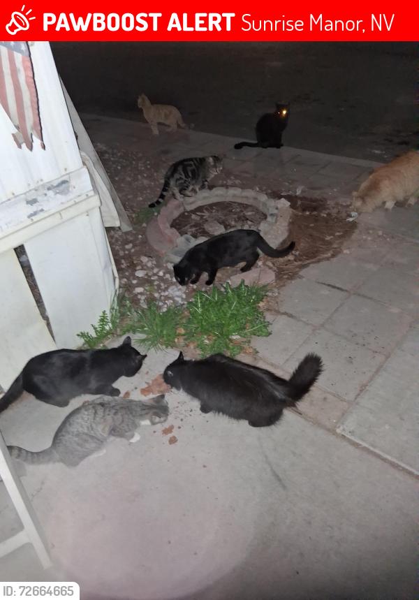Lost Male Cat last seen Pecos and Palm street, Sunrise Manor, NV 89104