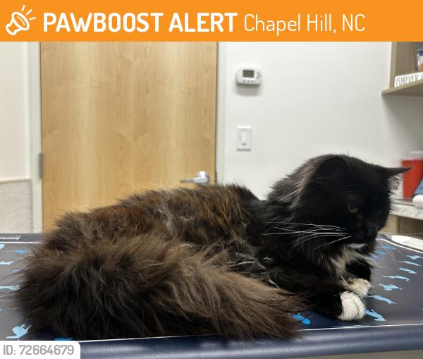 Found/Stray Male Cat last seen Chapel Hill North apmts , Chapel Hill, NC 27514
