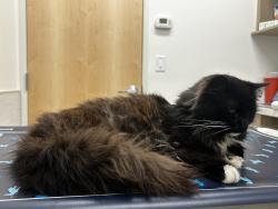 Found/Stray Male Cat last seen Chapel Hill North apmts , Chapel Hill, NC 27514