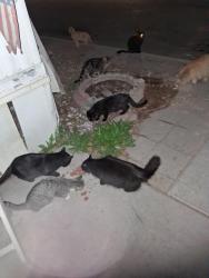 Lost Female Cat last seen Pecos and Palm street, Sunrise Manor, NV 89104