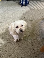 Found/Stray Female Dog last seen Macon Dr, Atlanta, GA 30315