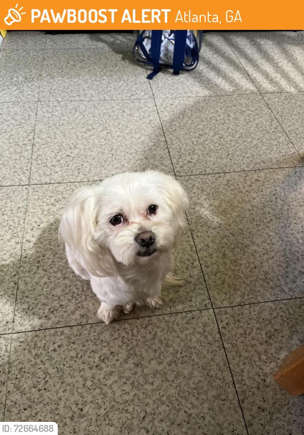 Found/Stray Female Dog last seen Macon Dr, Atlanta, GA 30315