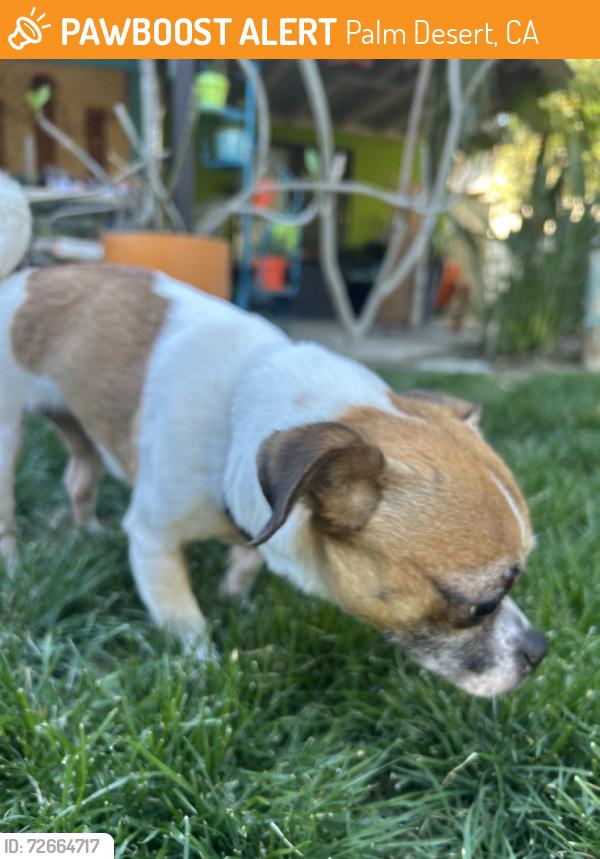 Found/Stray Female Dog last seen Church, Palm Desert, CA 92211