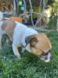 Found/Stray Female Dog last seen Church, Palm Desert, CA 92211