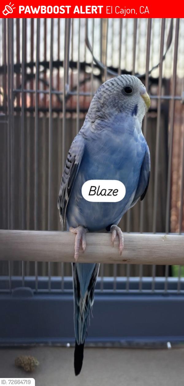 Lost Male Bird last seen Emerald ave, El Cajon, CA 92020