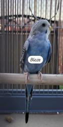 Lost Male Bird last seen Emerald ave, El Cajon, CA 92020