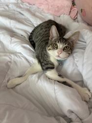 Lost Male Cat last seen Cypresswood and 249, Houston, TX 77070