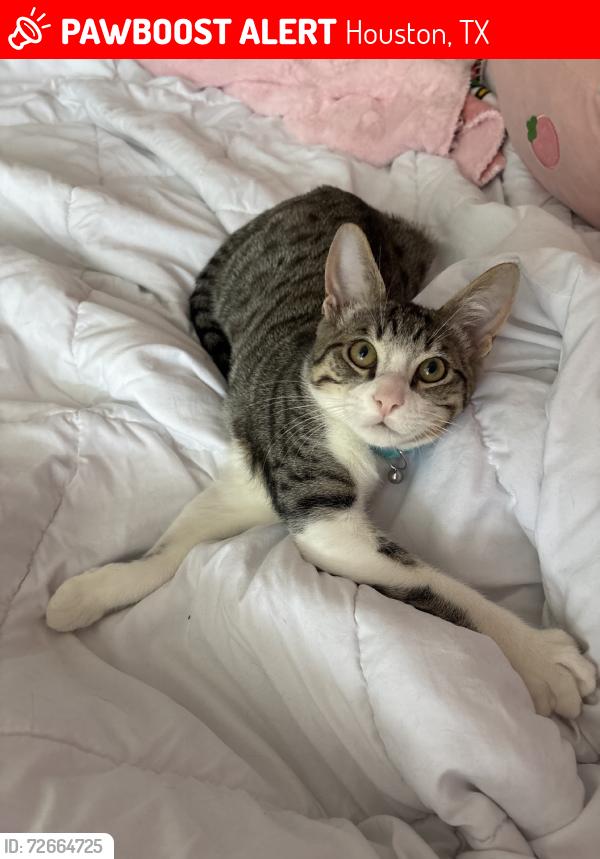 Lost Male Cat last seen Cypresswood and 249, Houston, TX 77070