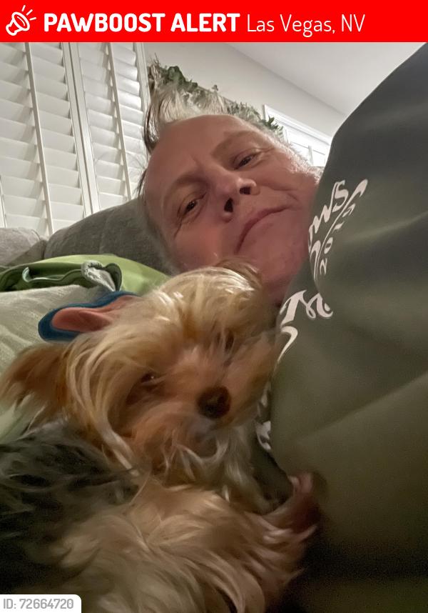 Lost Female Dog last seen richfield/spencer, Las Vegas, NV 89123