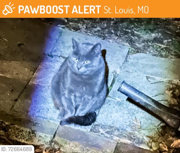 Found/Stray Unknown Cat last seen Near Natural Bridge and Arlmont , St. Louis, MO 63121