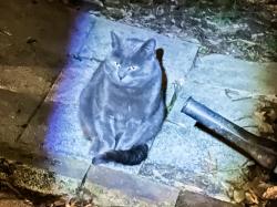 Found/Stray Unknown Cat last seen Near Natural Bridge and Arlmont , St. Louis, MO 63121