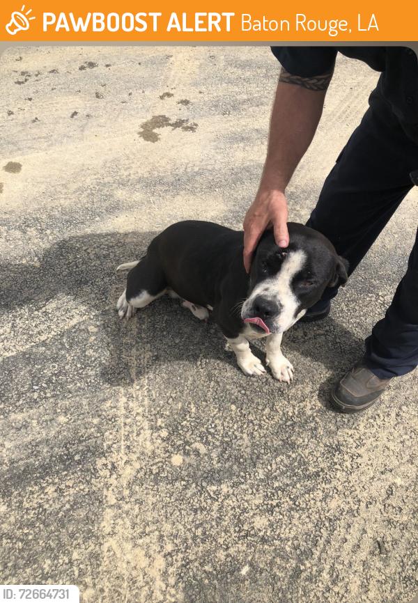Found/Stray Male Dog last seen At Quality Productions , Baton Rouge, LA 70816
