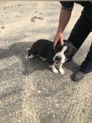 Found/Stray Male Dog last seen At Quality Productions , Baton Rouge, LA 70816