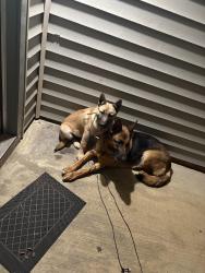 Found/Stray Unknown Dog last seen Near Tradewinds Drive, Fayetteville, NC 28314