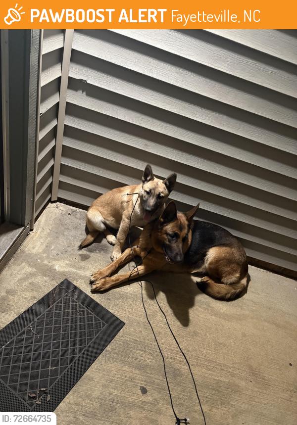 Found/Stray Unknown Dog last seen Near Tradewinds Drive, Fayetteville, NC 28314