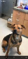 Lost Female Dog last seen 88th and 192nd near the roundabout, Surrey, BC 