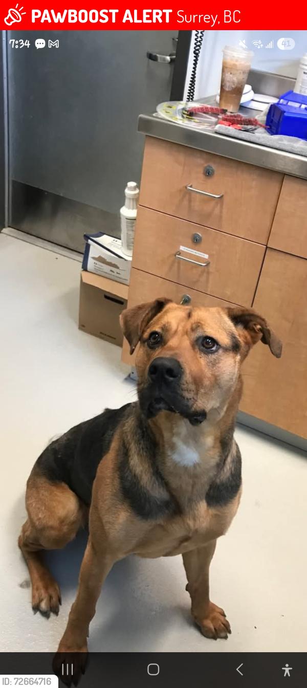 Lost Female Dog last seen 88th and 192nd near the roundabout, Surrey, BC 