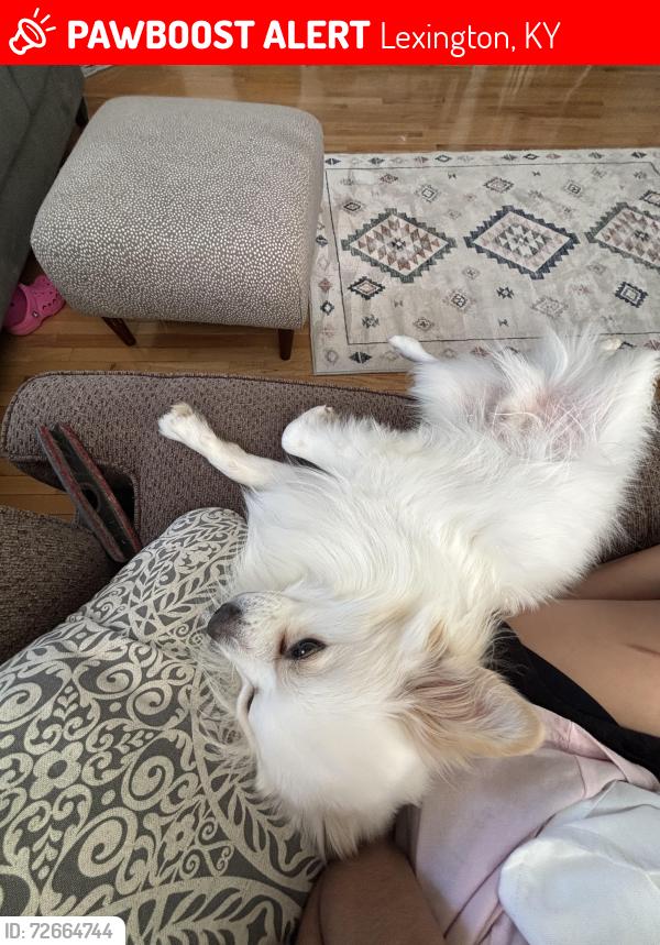 Lost Male Dog last seen Lexington, KY 40508 near conley st, Lexington, KY 40508