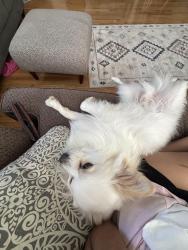 Lost Male Dog last seen Lexington, KY 40508 near conley st, Lexington, KY 40508