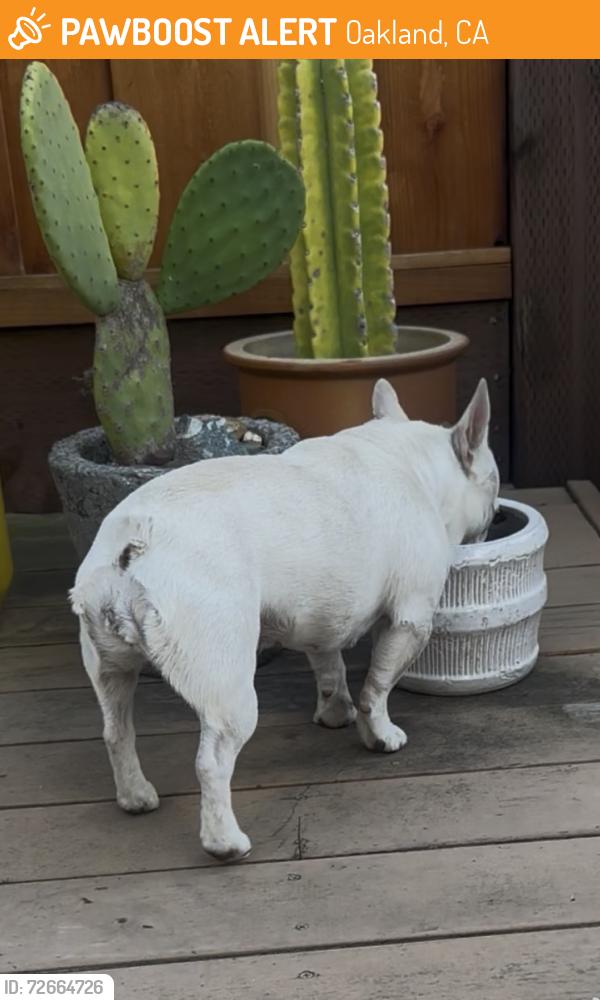 Found/Stray Unknown Dog last seen Keller Ave, Oakland, CA 94619