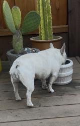 Found/Stray Unknown Dog last seen Keller Ave, Oakland, CA 94619