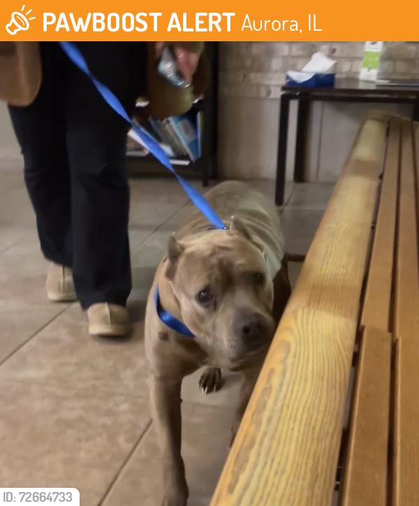 Found/Stray Female Dog last seen Found crossing Indian Trail in Aurora. Across from Golden Oaks Neighborhood . , Aurora, IL 60506