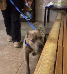 Found/Stray Female Dog last seen Found crossing Indian Trail in Aurora. Across from Golden Oaks Neighborhood . , Aurora, IL 60506