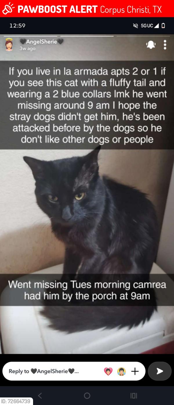 Lost Male Cat last seen Painter dr, Corpus Christi, TX 78415