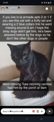 Lost Male Cat last seen Painter dr, Corpus Christi, TX 78415