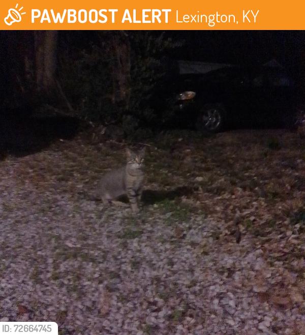 Found/Stray Unknown Cat last seen Woodland Ave and east Maxwell in the Woodland triangle, Lexington, KY 40502