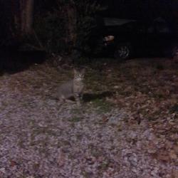 Found/Stray Unknown Cat last seen Woodland Ave and east Maxwell in the Woodland triangle, Lexington, KY 40502