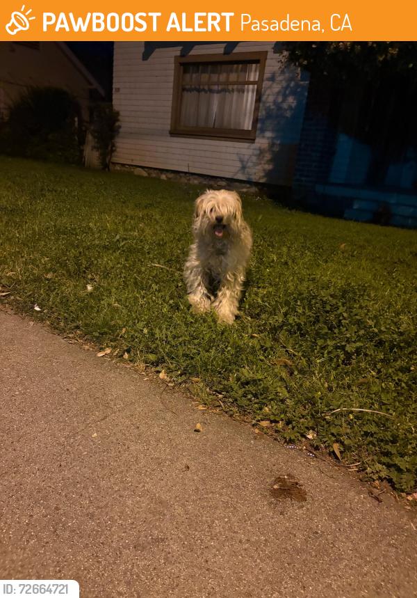 Found/Stray Unknown Dog last seen Orange Grove Boulevard and El Molino Ave in Pasadena, CA, Pasadena, CA 91101