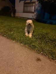 Found/Stray Unknown Dog last seen Orange Grove Boulevard and El Molino Ave in Pasadena, CA, Pasadena, CA 91101