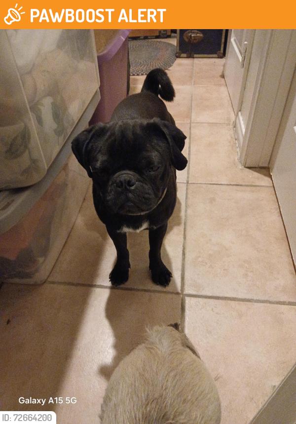 Found/Stray Male Dog last seen Ironwood Ave., Desert Hot Springs, CA 92240
