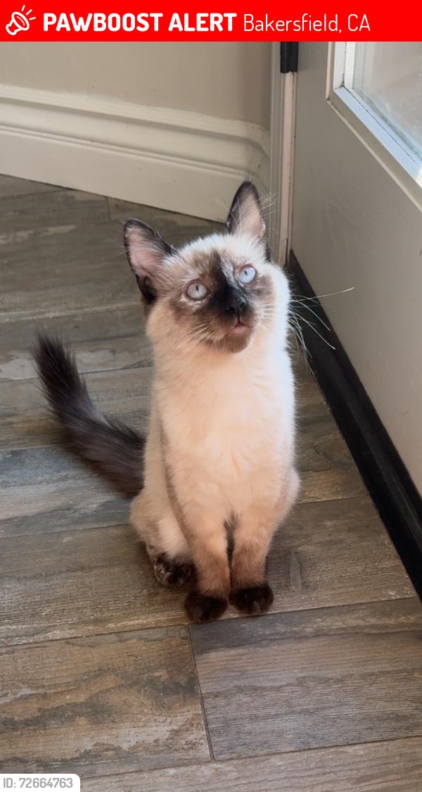 Lost Female Cat last seen Vista Florida and 178, Bakersfield, CA 93306