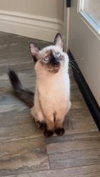 Lost Female Cat last seen Vista Florida and 178, Bakersfield, CA 93306