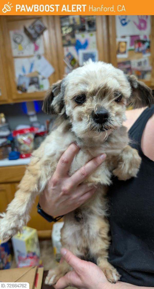 Found/Stray Male Dog last seen W Bristol Lane , Hanford, CA 93230