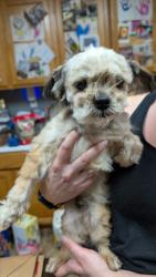 Found/Stray Male Dog last seen W Bristol Lane , Hanford, CA 93230