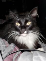 Lost Male Cat last seen 31st and U Street , Springfield, OR 97477