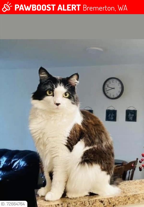Lost Male Cat last seen Fred meyer, Bremerton, WA 98337