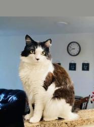 Lost Male Cat last seen Fred meyer, Bremerton, WA 98337