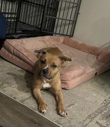 Lost Female Dog last seen Chafee road , Jacksonville, FL 32220